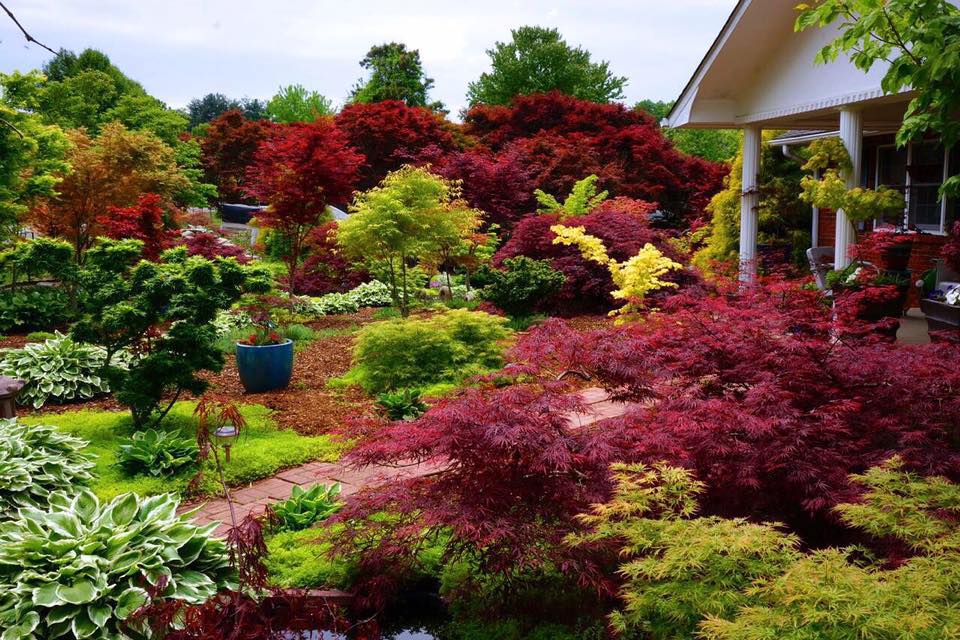 Purchase Japanese maple trees