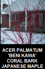 Buy Beni kawa Japanese maple trees