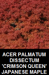 Buy Crimson Queen Japanese Maples