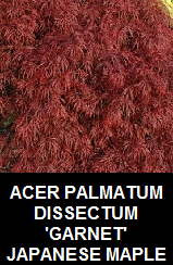 Buy Garnet Japanese maple trees