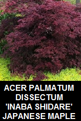 Buy Inaba shidare Japanese Maples