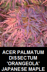 Buy Orangeola Japanese Maple