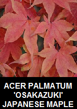 Buy Osakazuki Japanese Maples