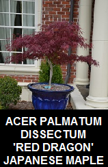 Buy Red Dragon Japanese Maple