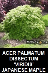 BUY VIRIDIS WEEPING JAPANESE MAPLE