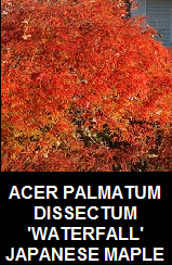 Buy WATERFALL Japanese Maples