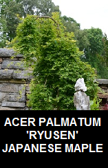 Buy Ryusen Japanese Maple
