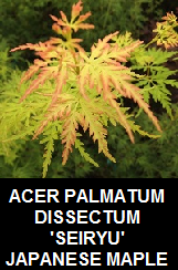 Buy Seiryu Japanese Maples