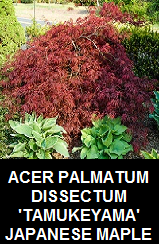 Buy Tamukeyama Japanese Maples MAILORDER