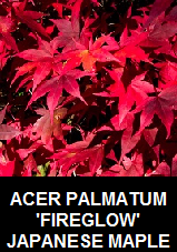 Buy Fireglow Japanese Maple