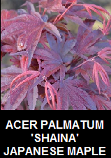 Buy SHAINA Japanese Maples